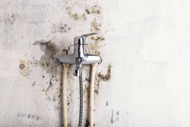 Best Mold Damage Repair  in Stony Point, NC