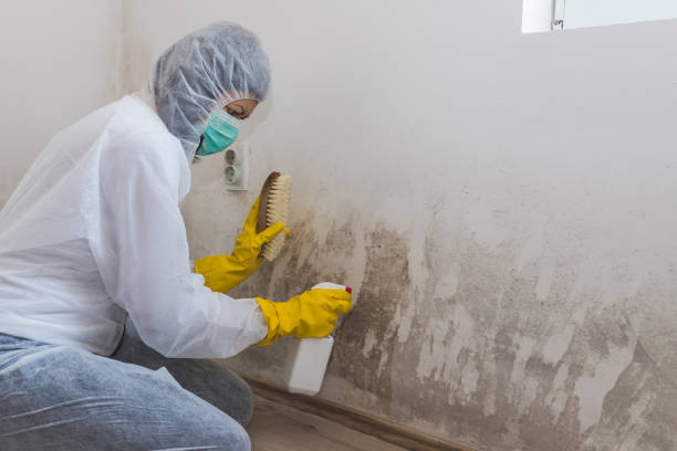 Best Mold Cleaning Services  in Stony Point, NC