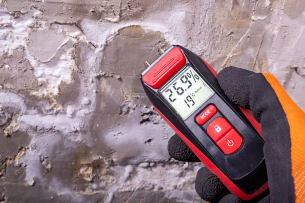 Best Mold Damage Repair  in Stony Point, NC