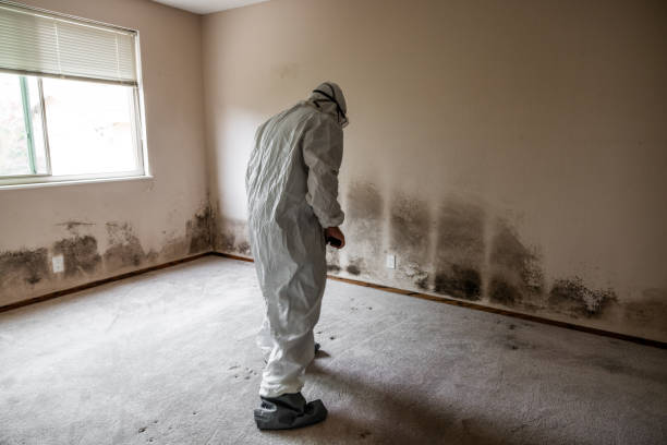 Best Mold Testing  in Stony Point, NC