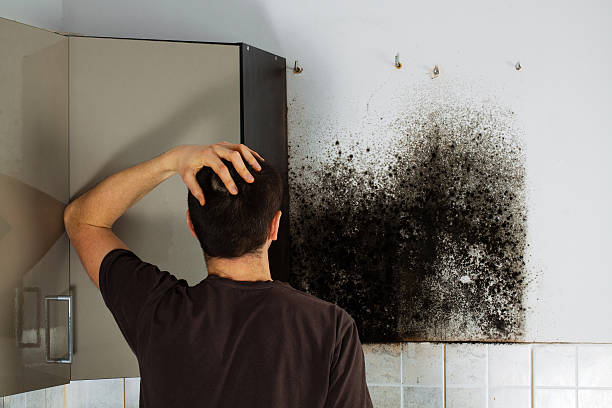 Best Affordable Mold Removal  in Stony Point, NC