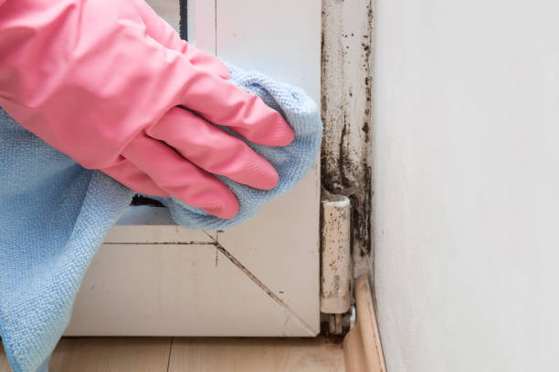 Best Mold Remediation Experts  in Stony Point, NC