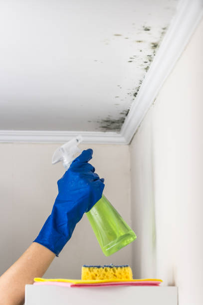 Best Mold Damage Repair  in Stony Point, NC