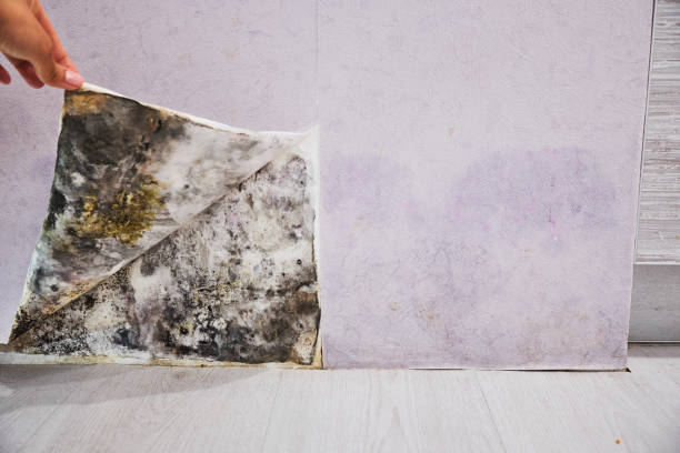 Best Home Mold Removal  in Stony Point, NC